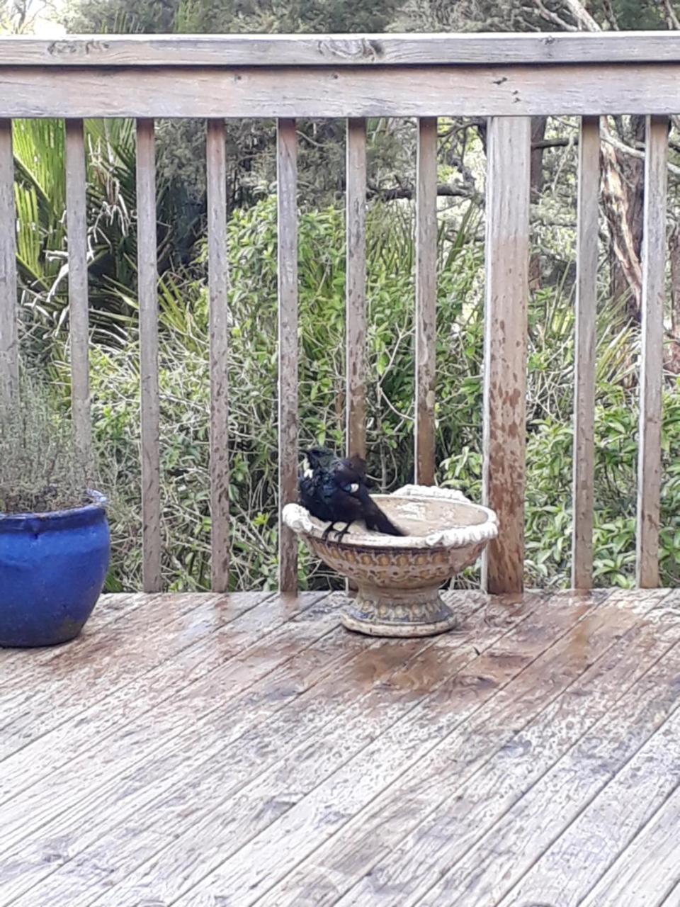 Tastebuds Bed N Breakfast Όκλαντ Εξωτερικό φωτογραφία